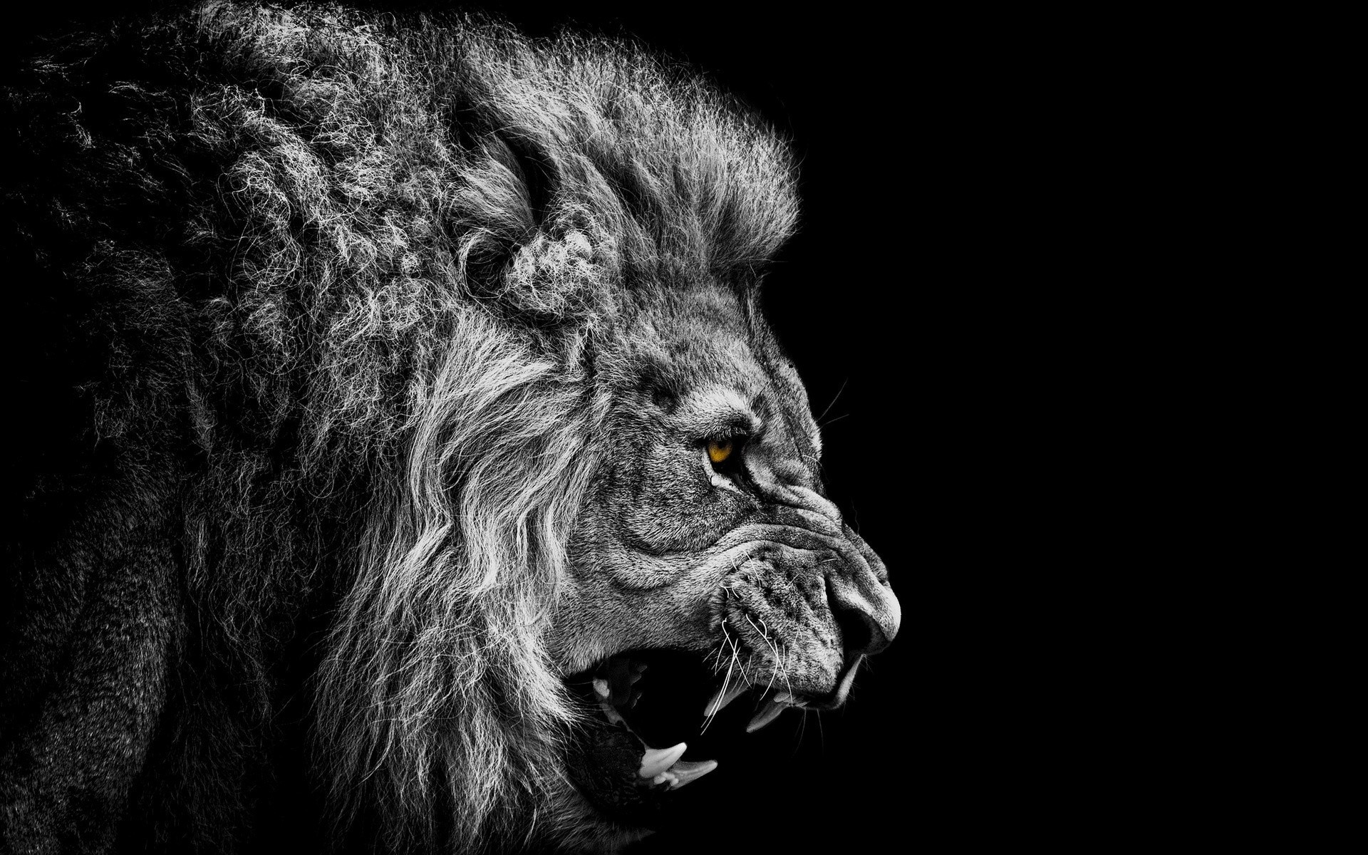 Epic lion roar [wallpapers