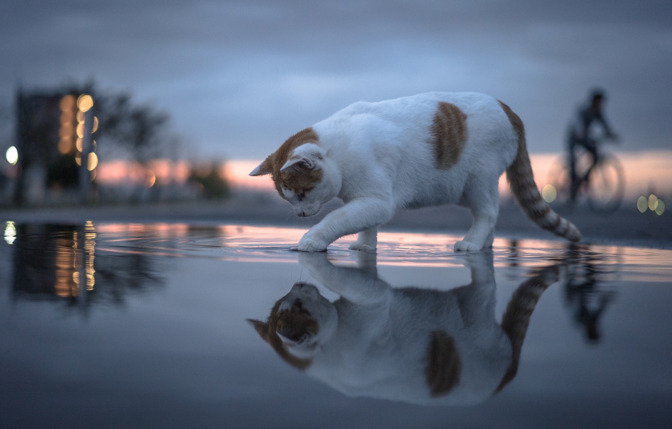 Wallpaper Cat Water Reflection Bokeh Image For Desktop