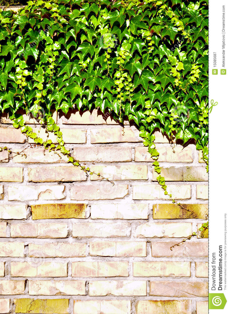 Ivy And Brick Wall Royalty Stock Photography Image