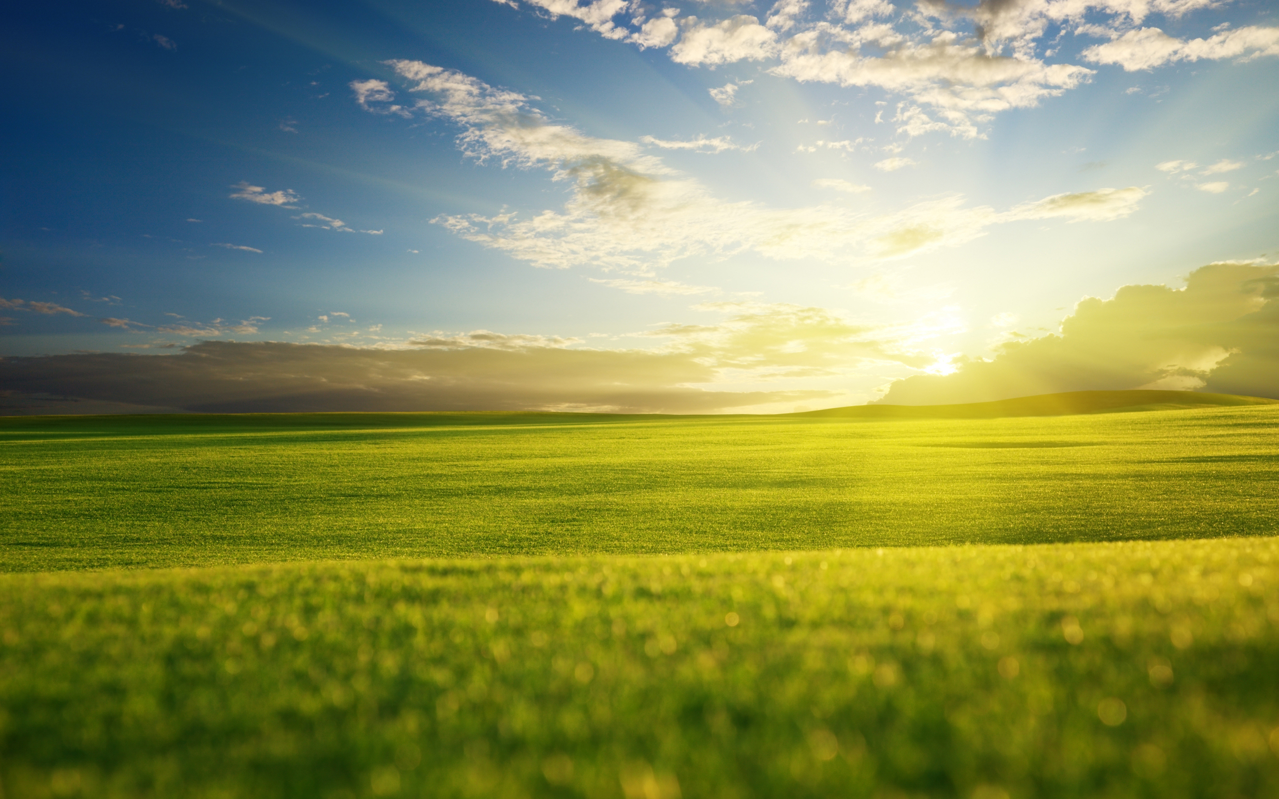 Sunny Morning On A Spring Field Wallpaper And Image