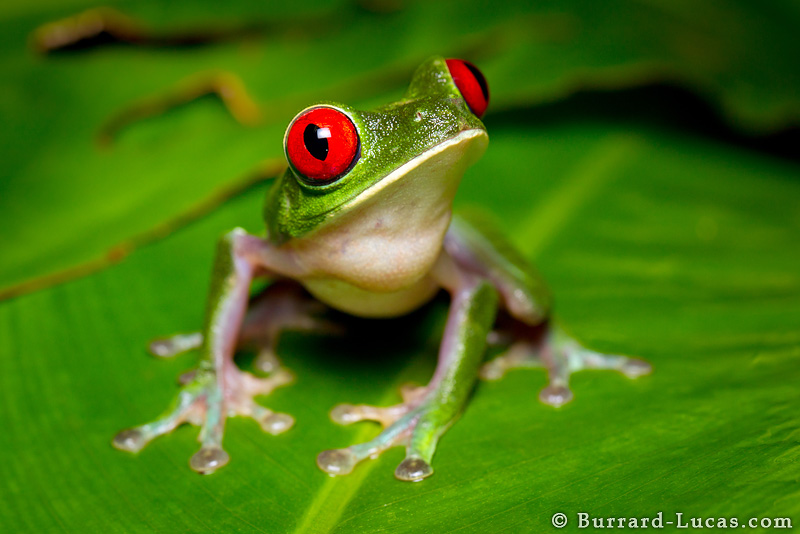 Red Eyed Tree Frog Burrard Lucas Photography