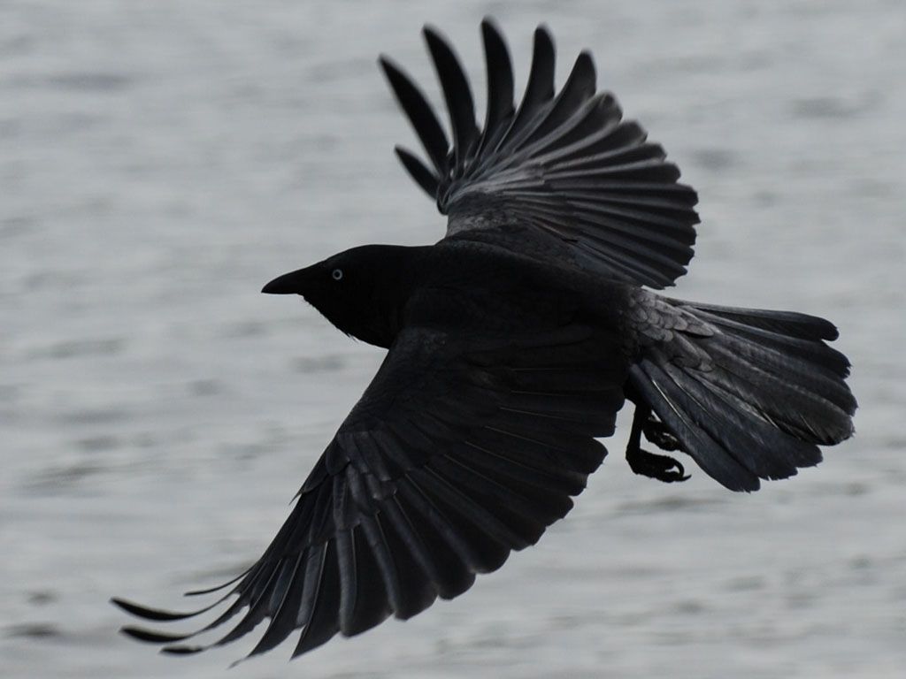 Black Crow In Flight Wallpaper Birds