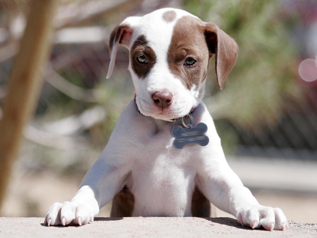 Cute Pictures Of Pitbull Puppies Widescreen HD Wallpaper