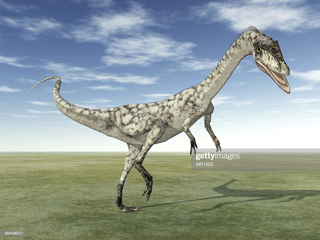 Dinosaur Coelophysis High Res Stock Photo Getty Image