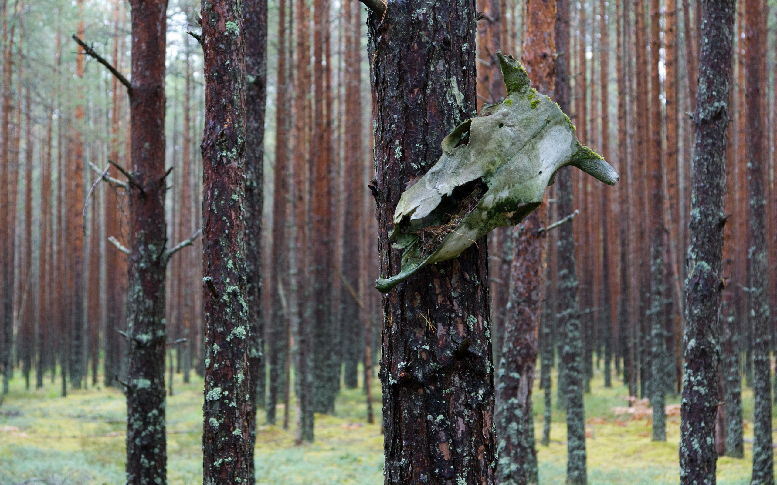 Wallpaper Forest Pine Trees Rain Skull Miscellanea