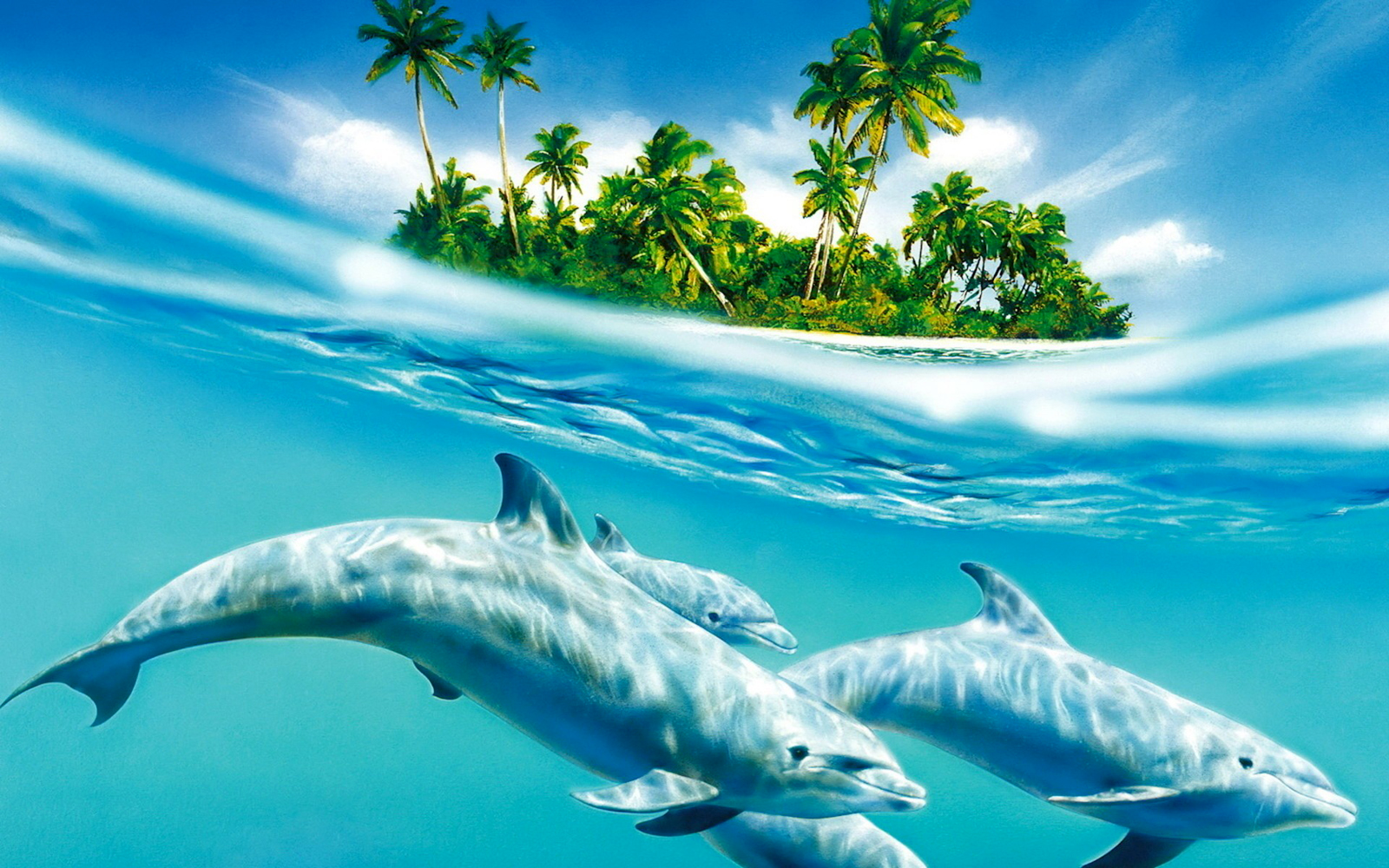 Cute Dolphins HD Wallpaper Collection Background
