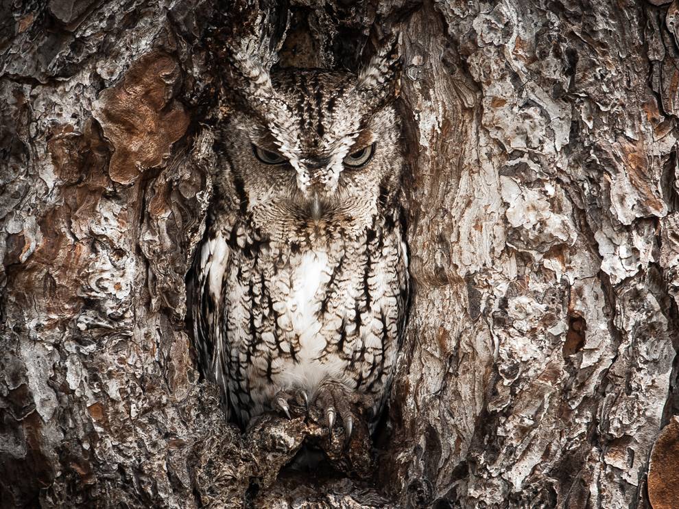 Okefenokee Swamp Photo    Screech Owl Wallpaper    National Geographic