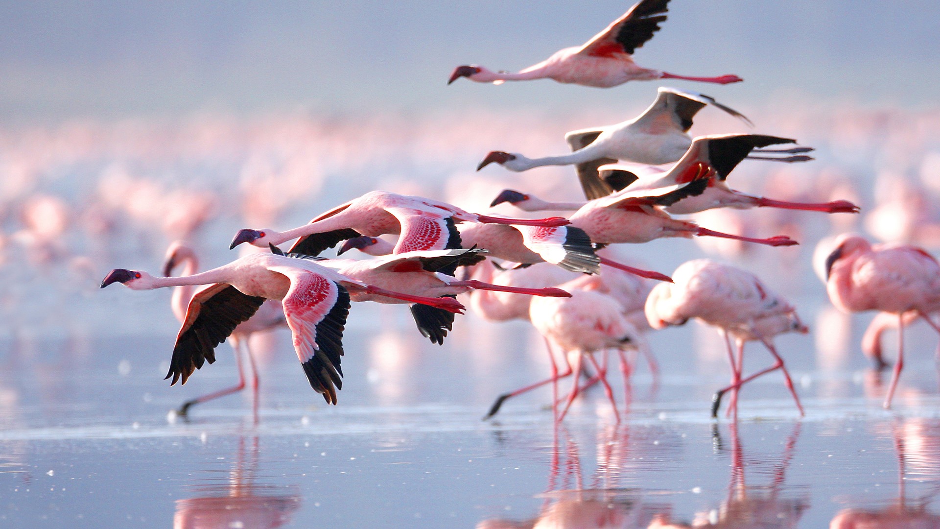 Lesser Flamingo Colony At Lake Nakuru National Park Kenya