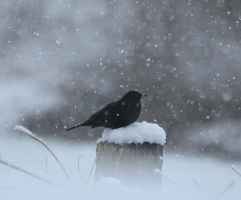 Wallpaper Winter Snow Black Birds