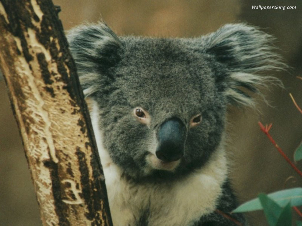 Cute Koala Bear Picture Australian Wallpaper 14 Definition