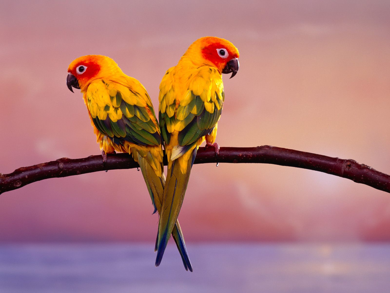 Life Is Better With A Cute Outfit Love Birds Wallpaper