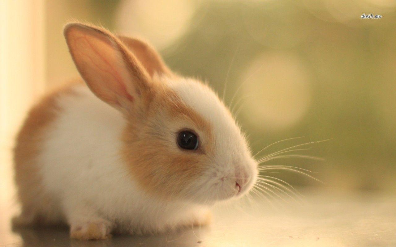 Cute Bunny Wallpaper