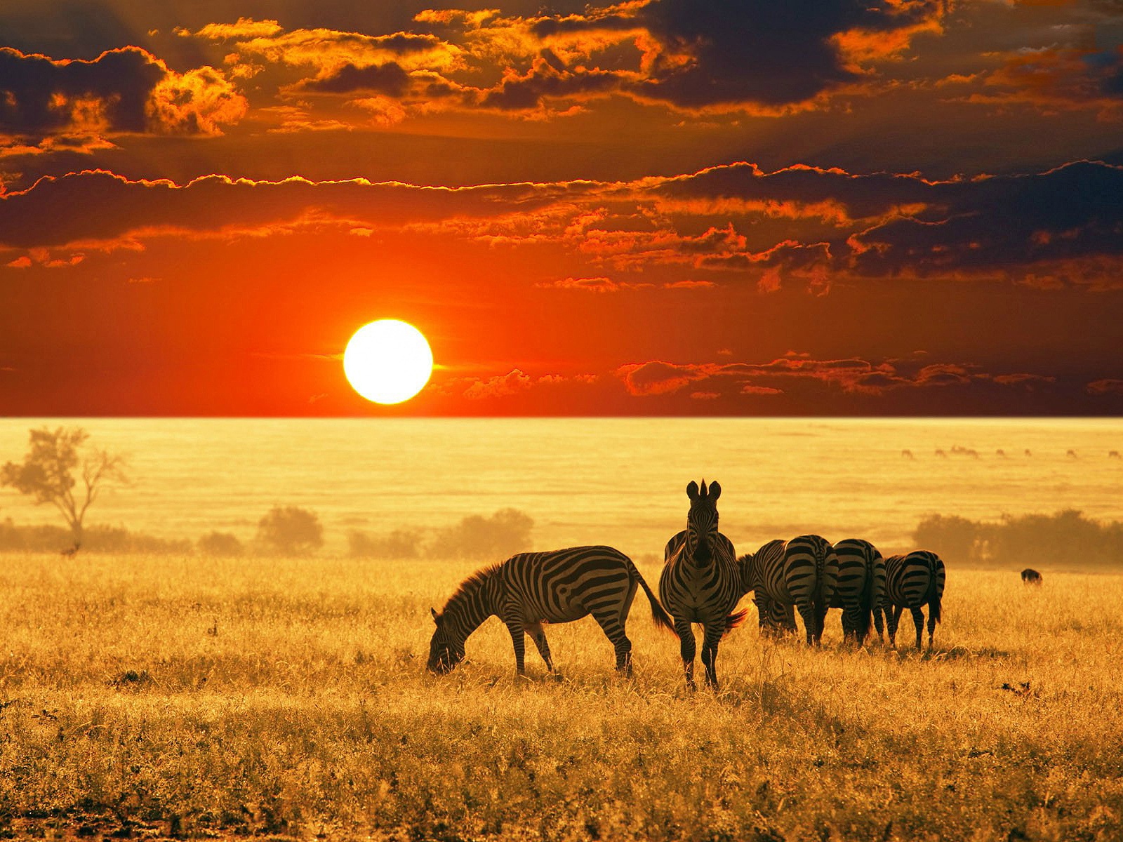 Download Africa wallpapers for mobile phone free Africa HD pictures