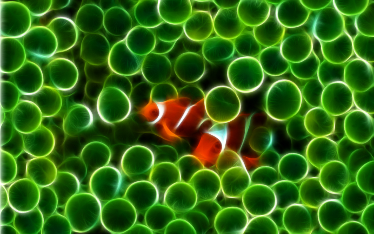 Clown Fish HD Wallpaper