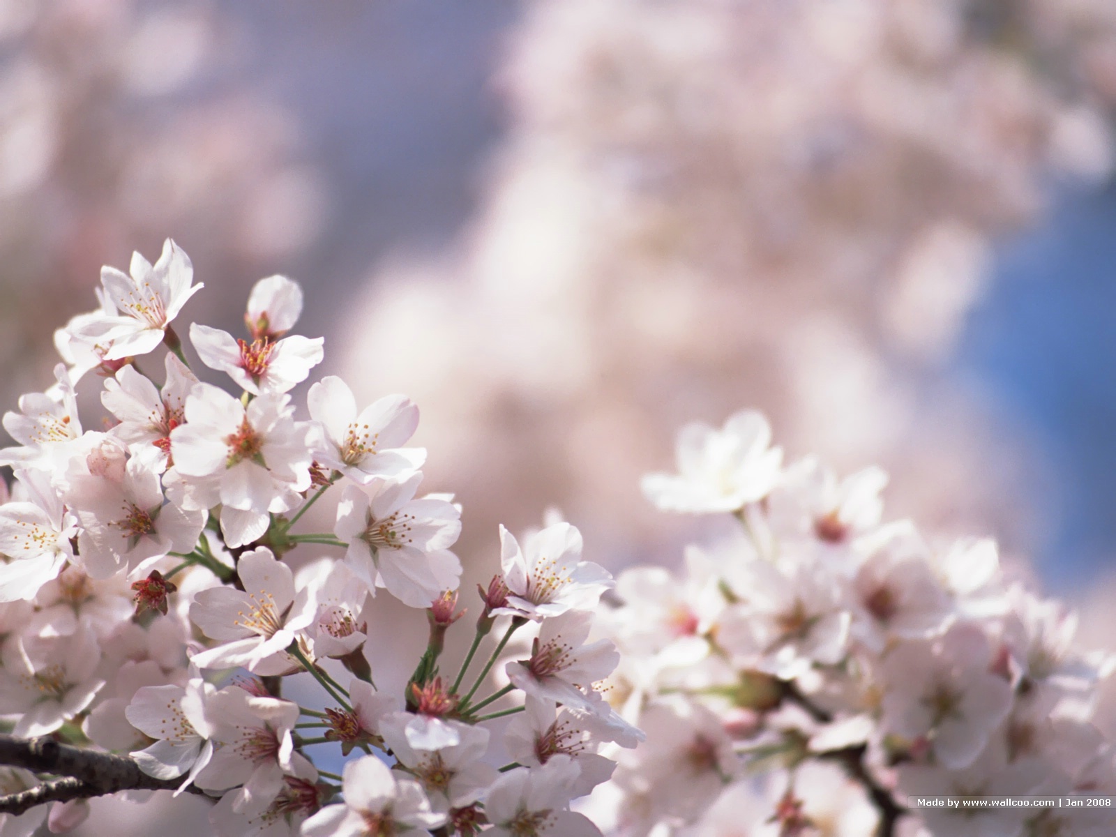 Japanese Cherry Blossom Pictures Wallpaper Wallcoo