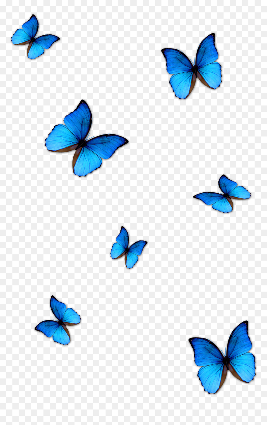 Transparent Background Butterfly Png For Editing In