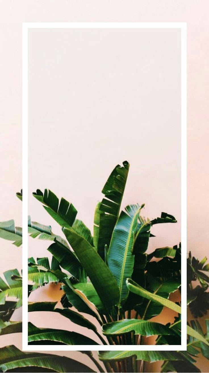 Plants iPhone Wallpaper