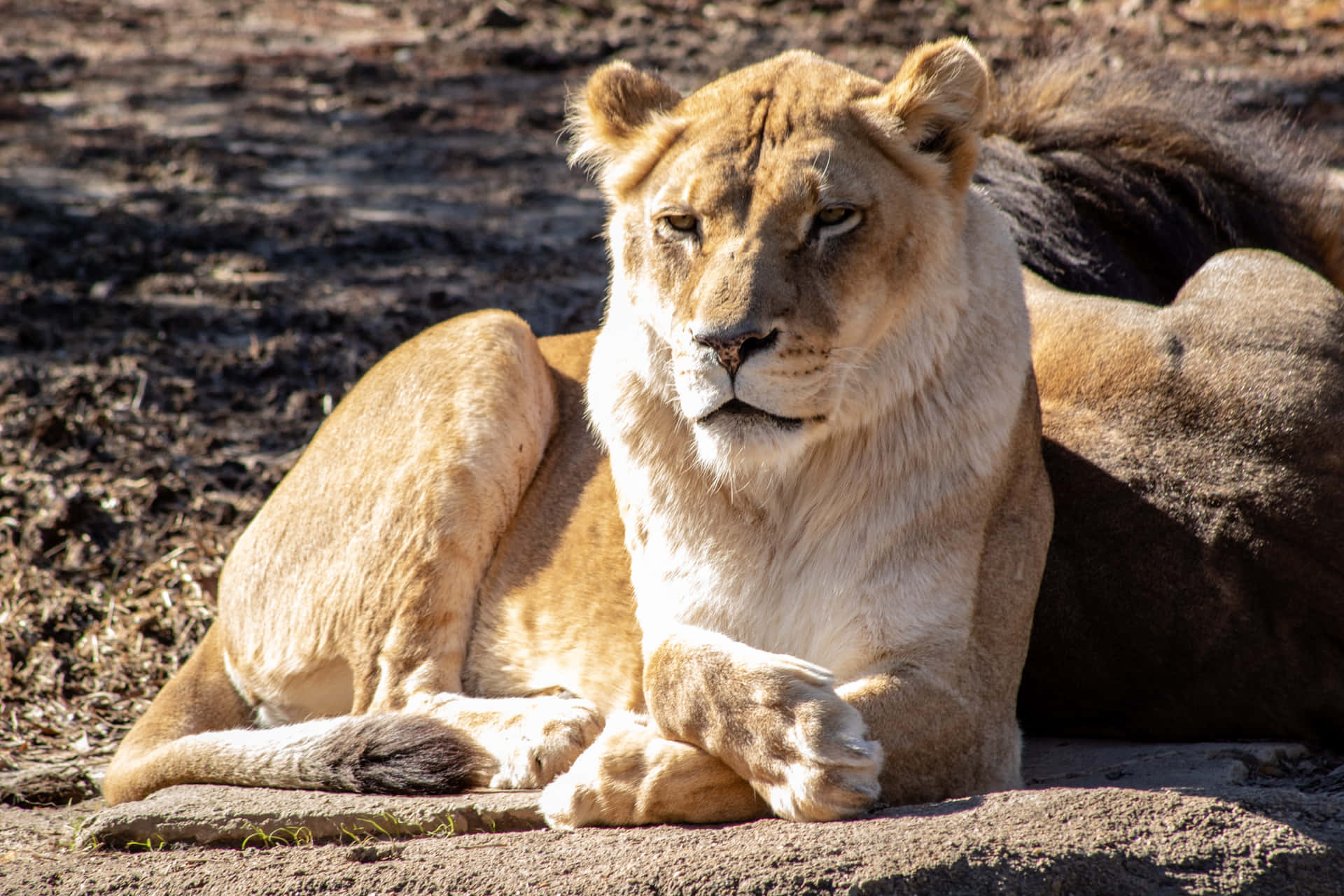 Lioness With A Serious Face 8xp2l3xlrtydb9p1 Wallpaper