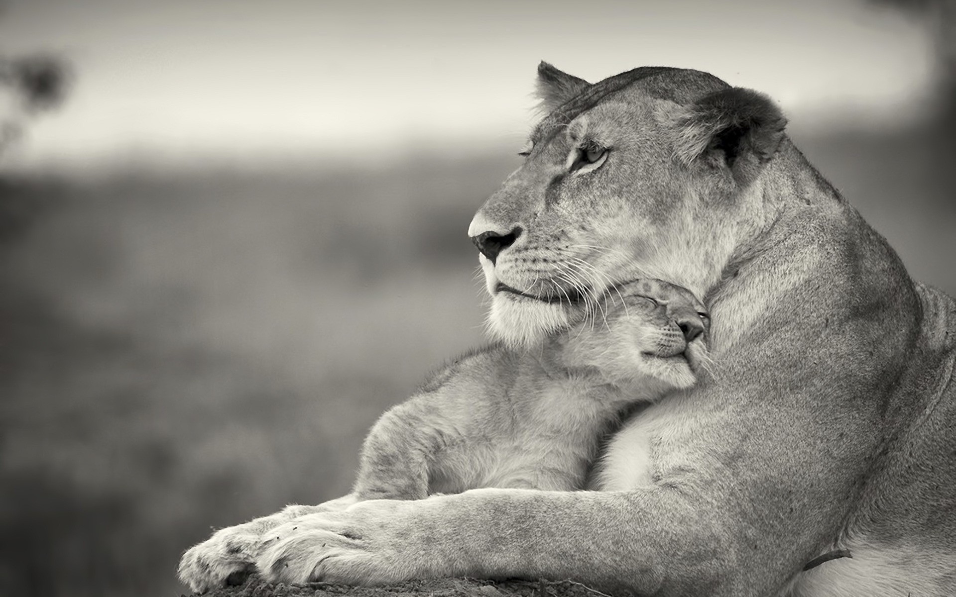 Lion Cub An Their Mother Wallpaper Click To