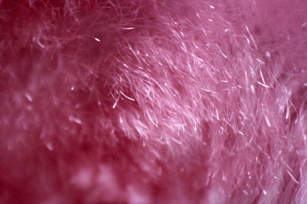 Pink Fur Background Stock Photo Public Domain Pictures