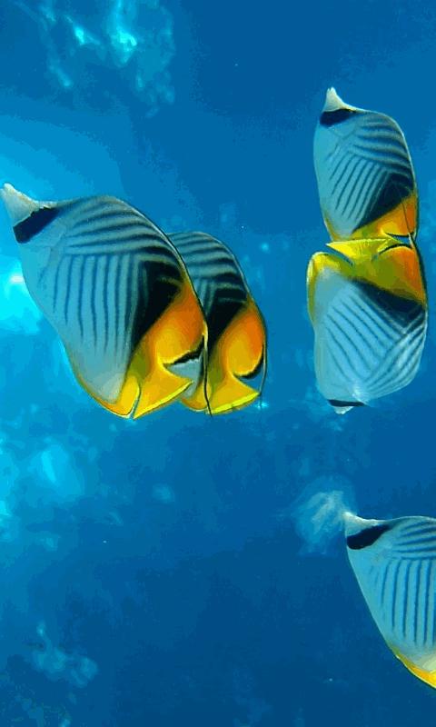 Aquatic Blue Fish Live Wallpaper free download for Android