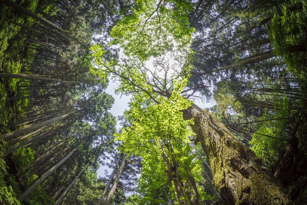 Forest Bath Pictures Image