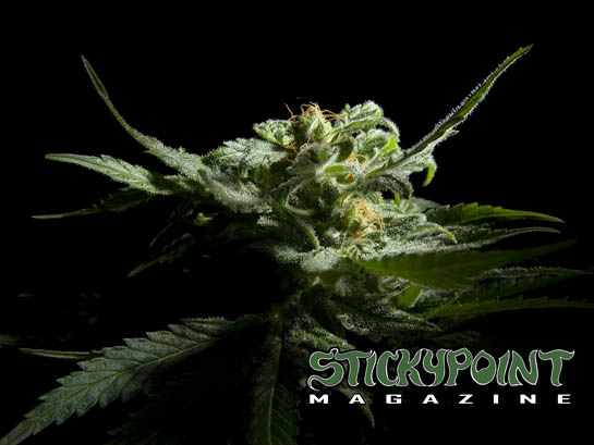 Spm Home S Cannabis Bud Shots Gallery Wallpaper