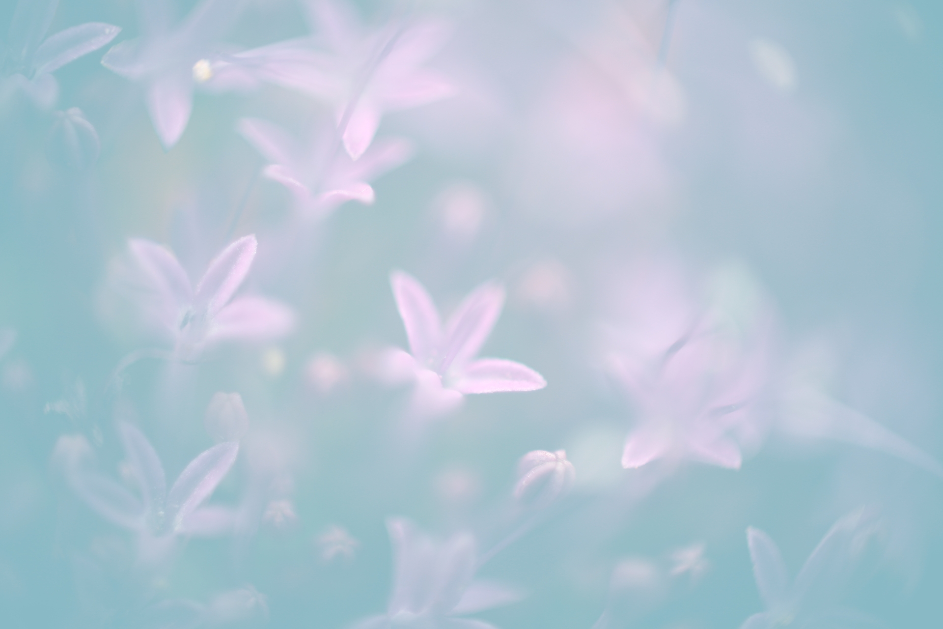 Pastel Flowers Ogq Background HD