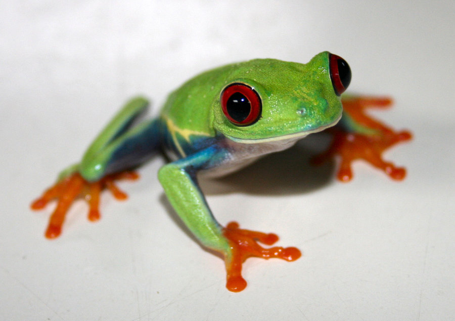 Red Eyed Tree Frog By Pdxcabby