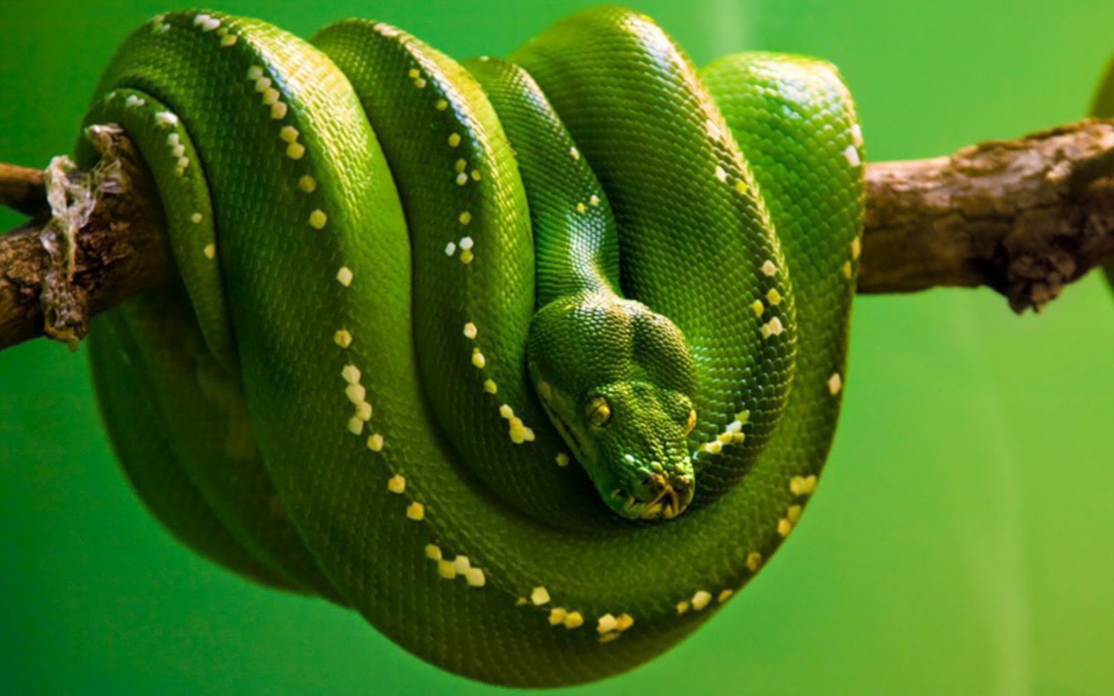 HD Snakes Wallpapers and Photos HD Animals Wallpapers
