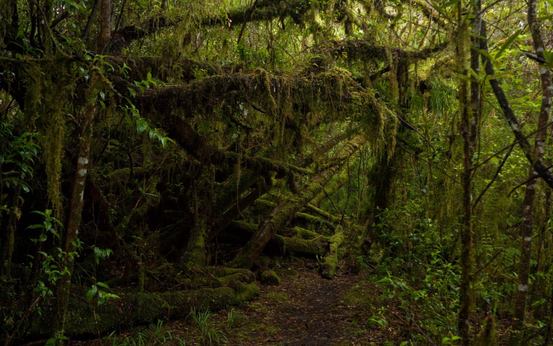 Through The Jungle Tropical Forest Wallpaper