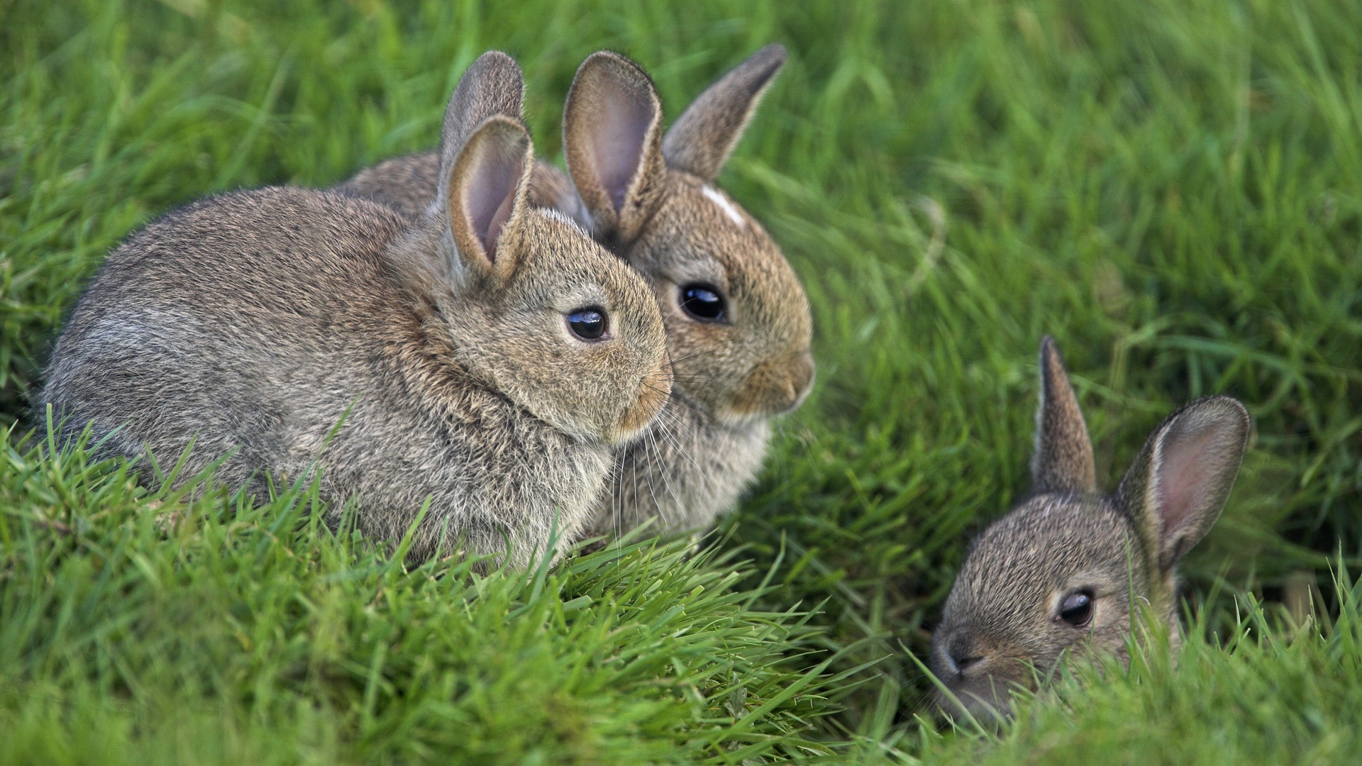 Rabbits animal bunny close up grass green rabbit