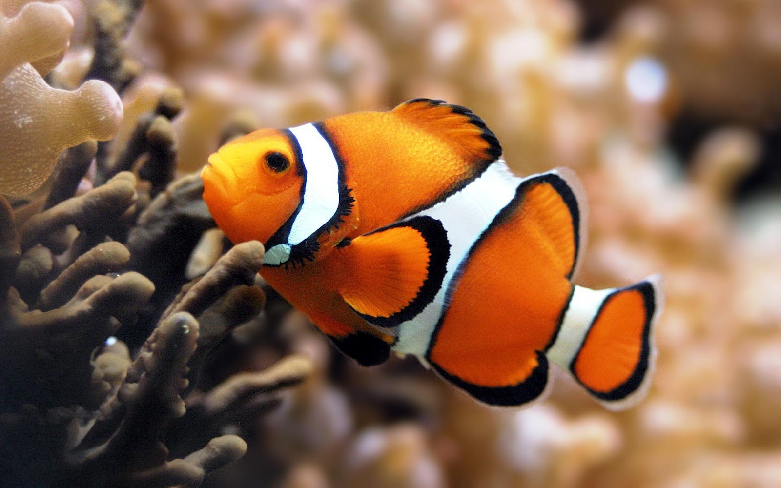 HD Fish Wallpaper With A Orange Tropical