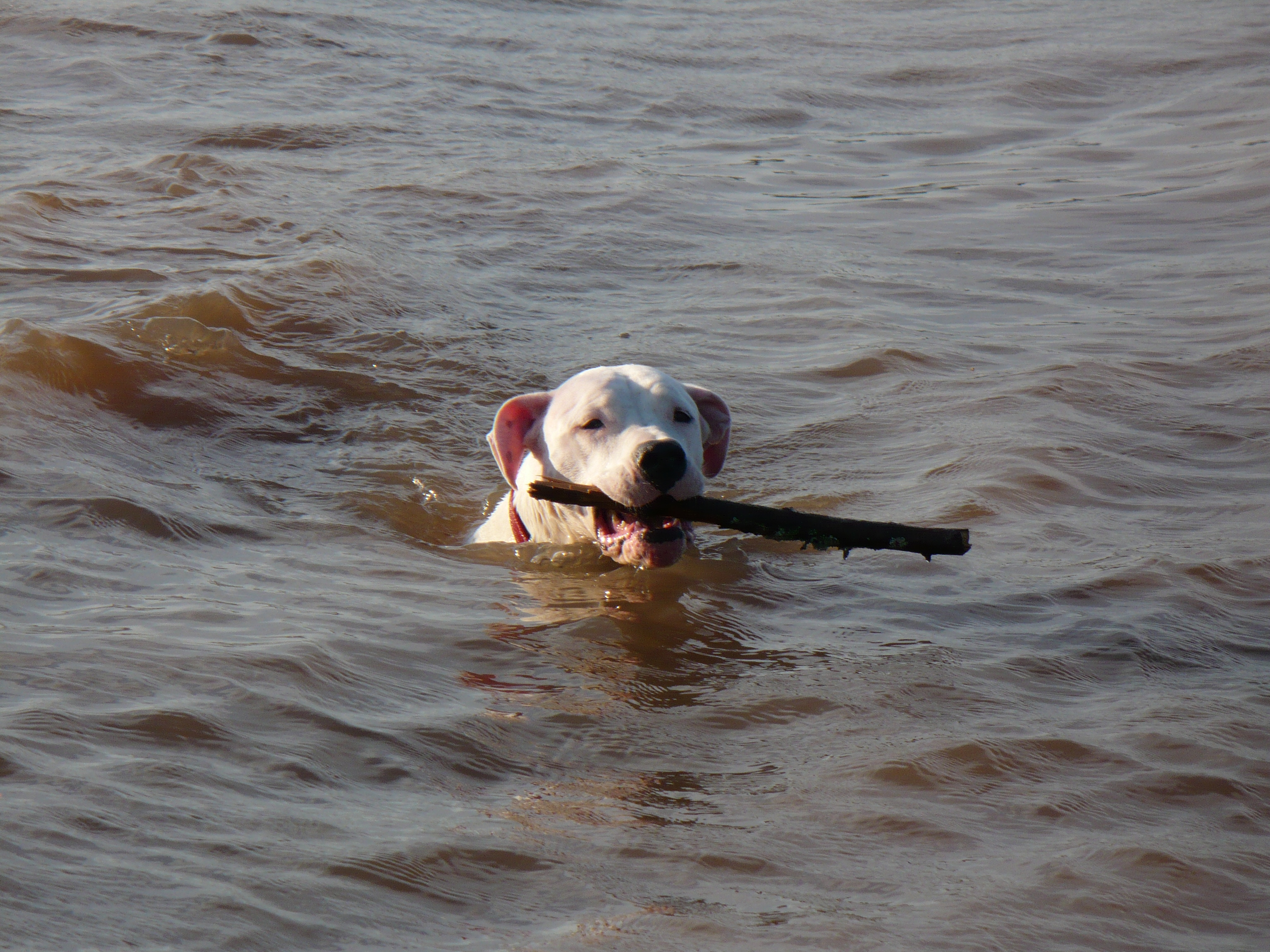 Argentine Dogo Swimming With A Stick Photo And Wallpaper