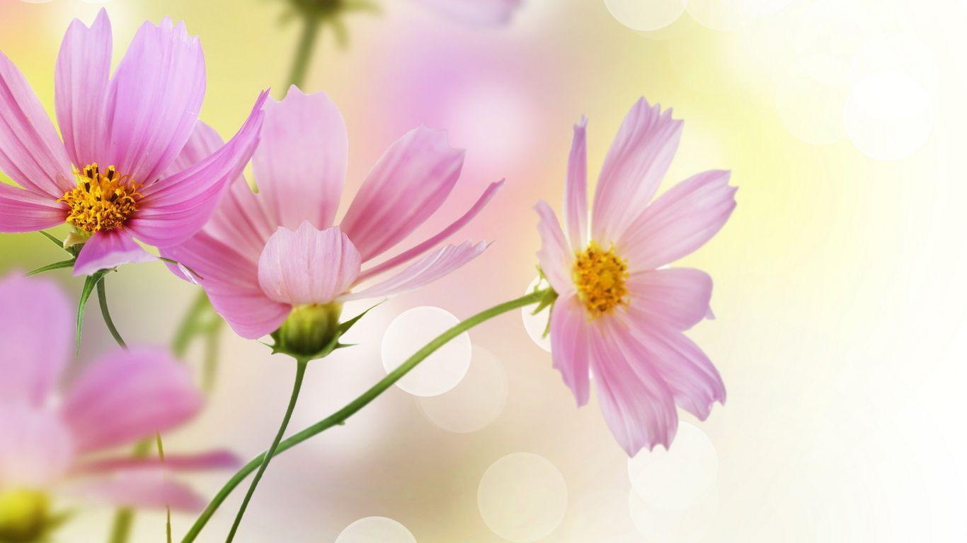 Pink Daisy Wallpapers