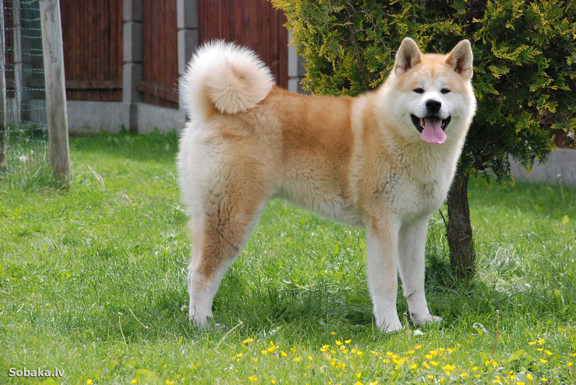 Happy Akita Inu Wallpaper And Image Pictures Photos