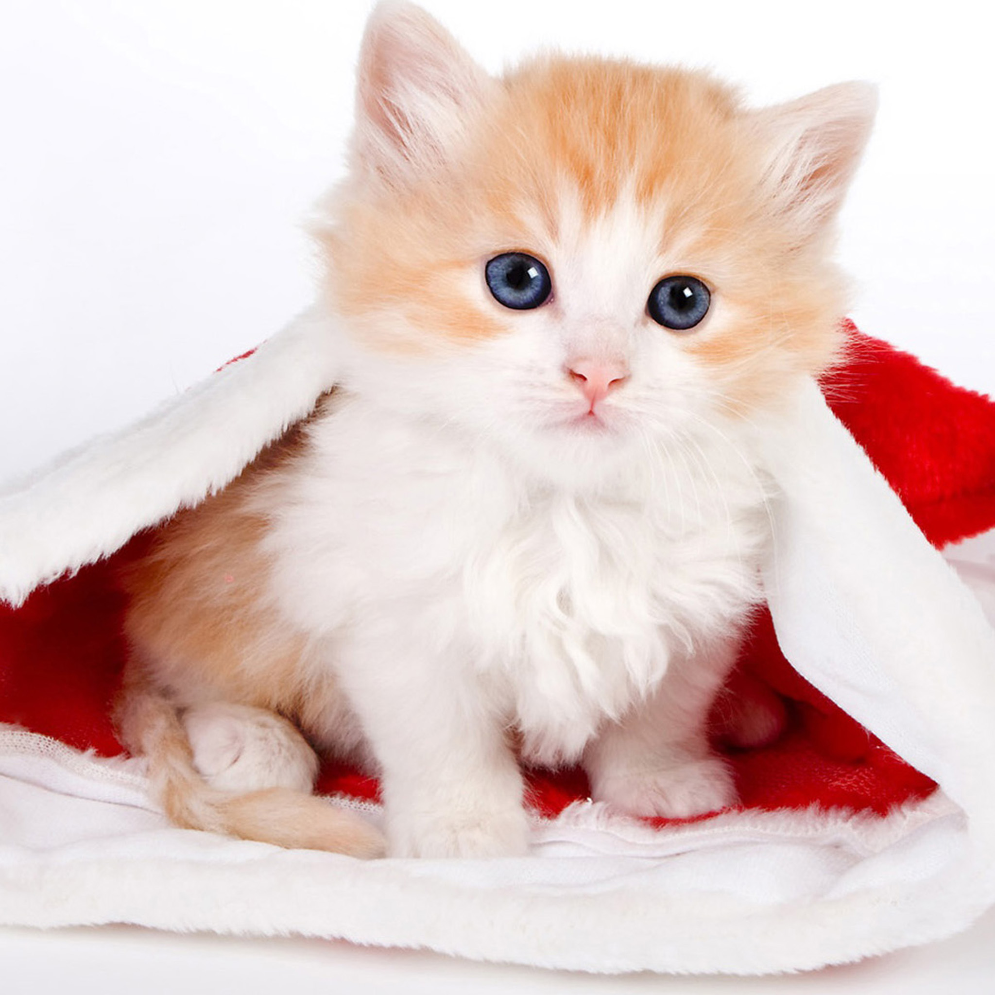 Cute Cat Christmas iPad Air Wallpaper