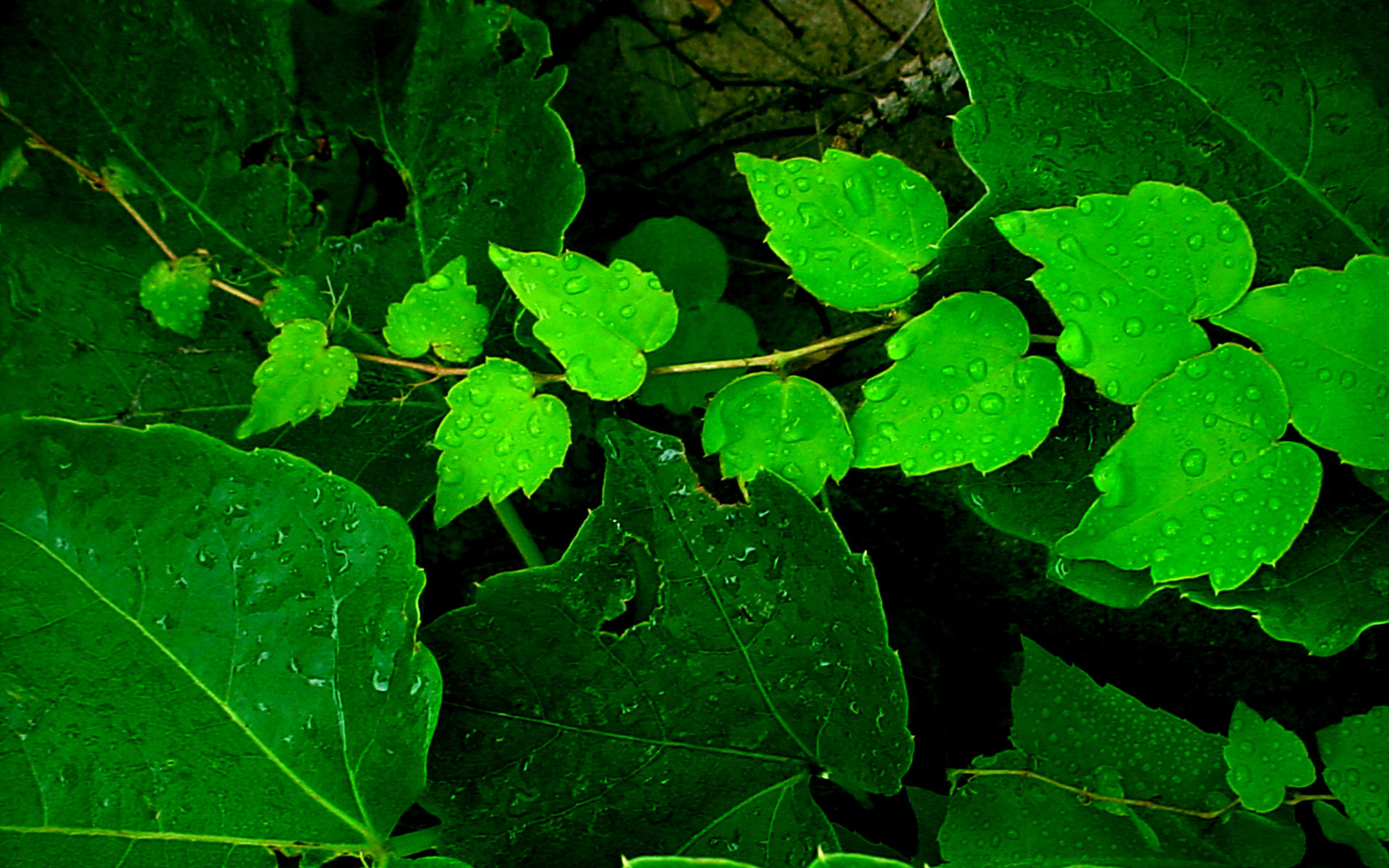 Very Beautiful High Quality Resolution Green Leaves Wallpaper For