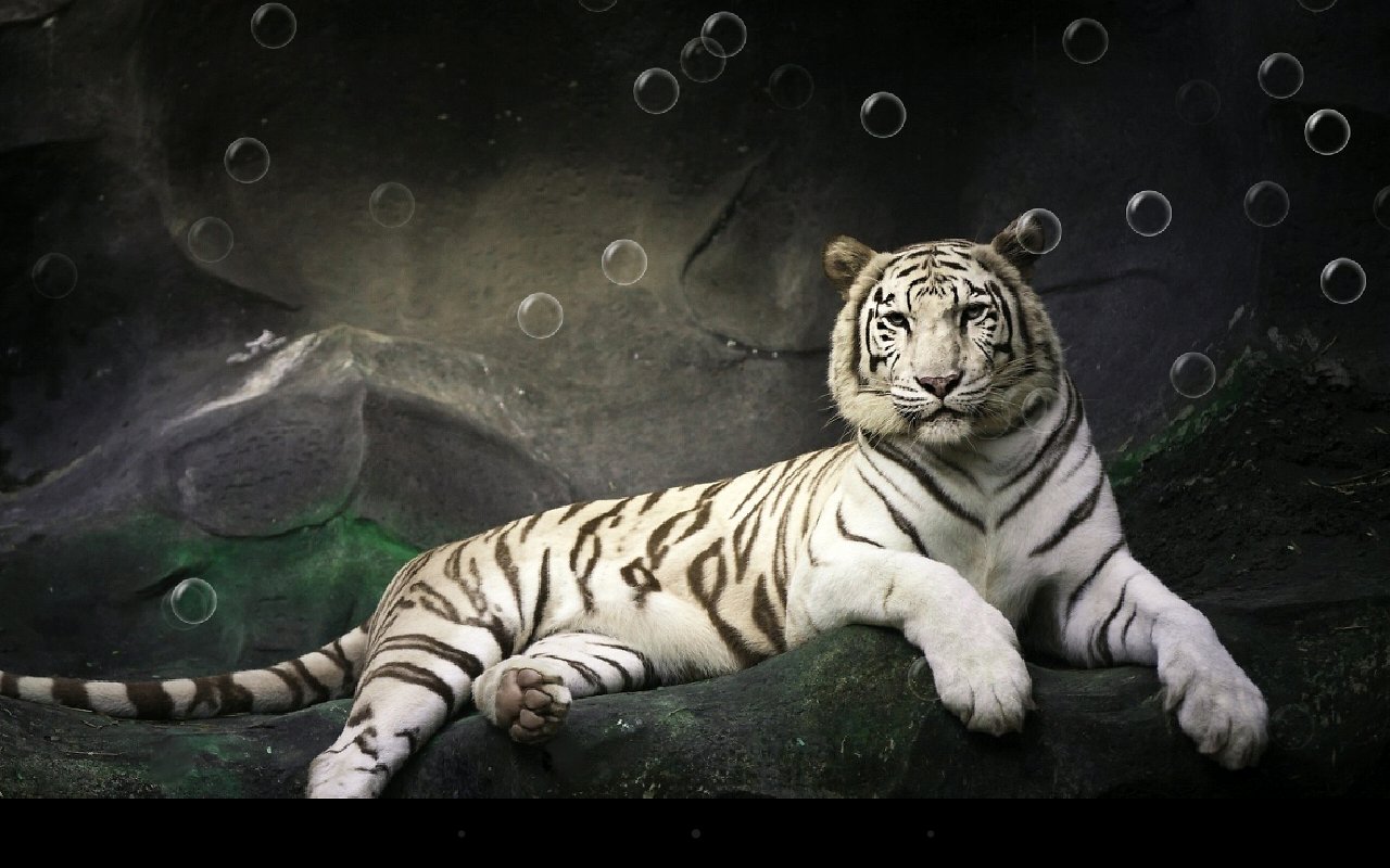 Tiger Live Wallpaper Android Apps And Tests Androidpit