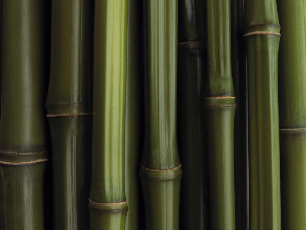 Bamboo Texture Wallpaper HD Jpg