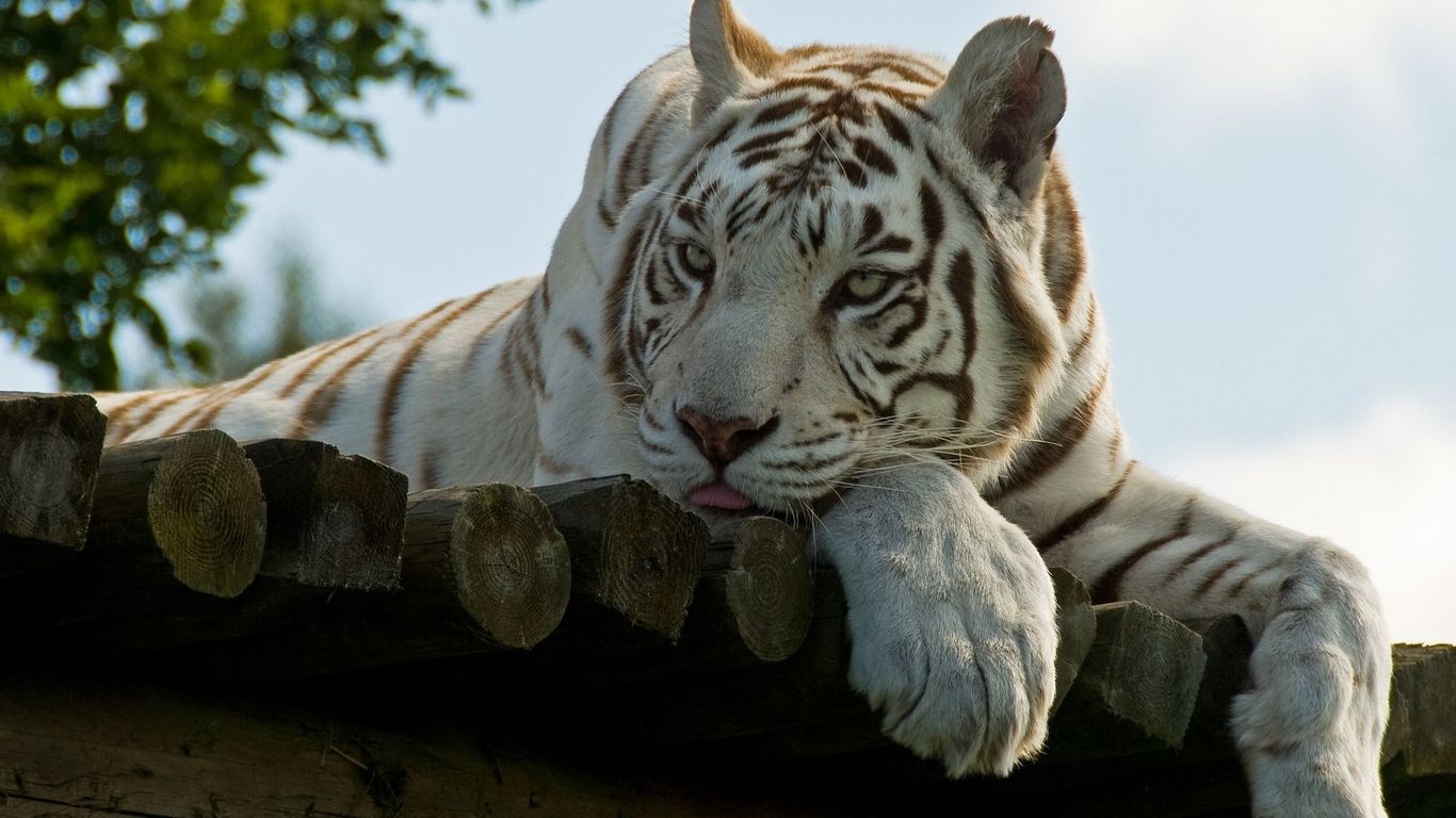 White tiger Widescreen Wallpaper   4989 1366x768