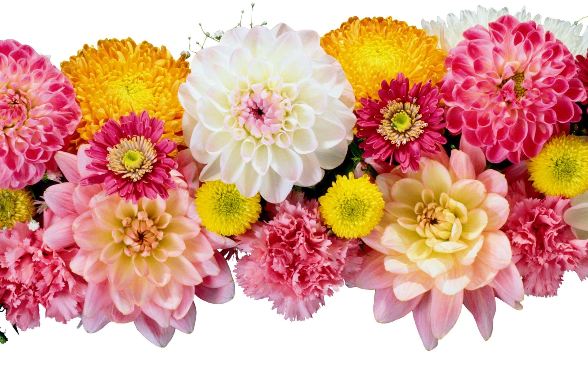 Dahlia Wallpaper