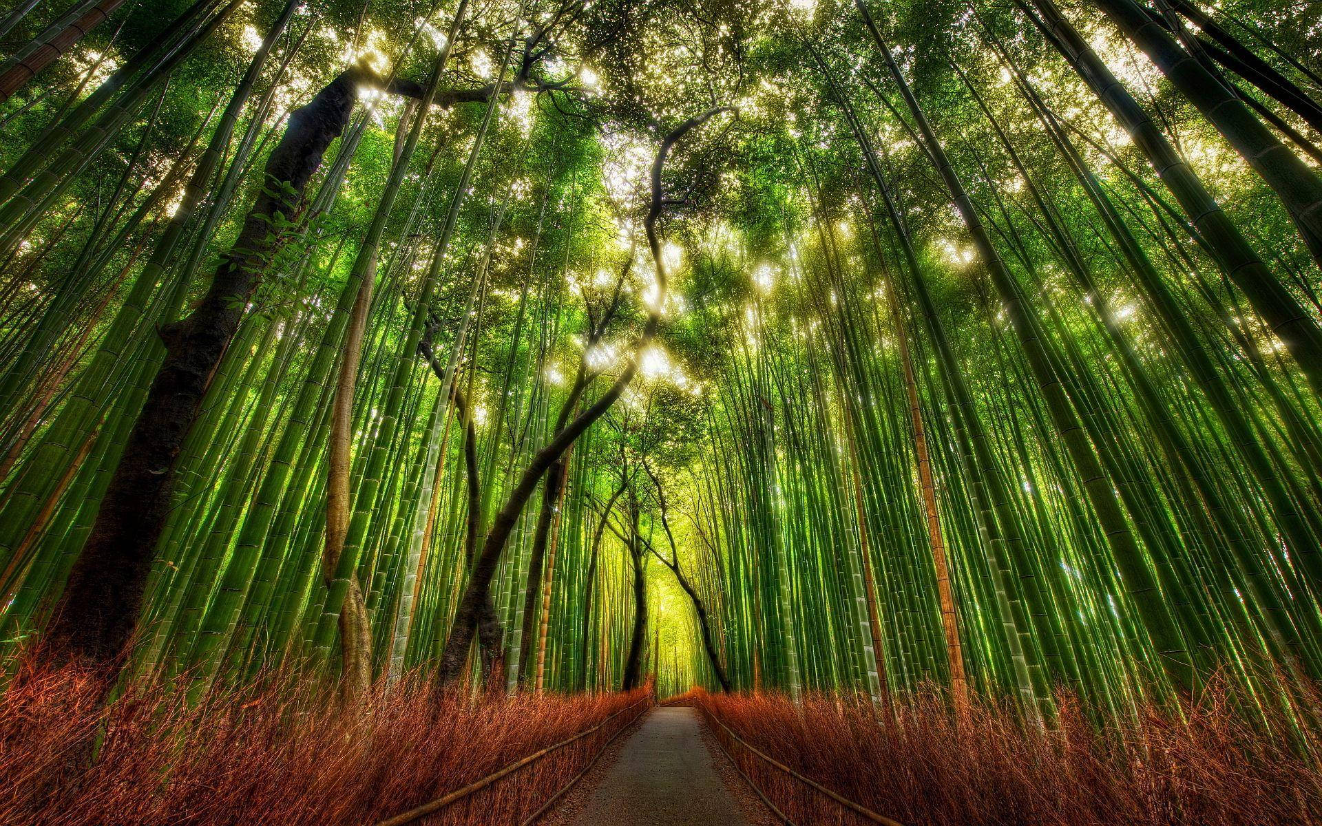 Kyoto Bamboo Forest Xbjrz60998fidhnd Wallpaper