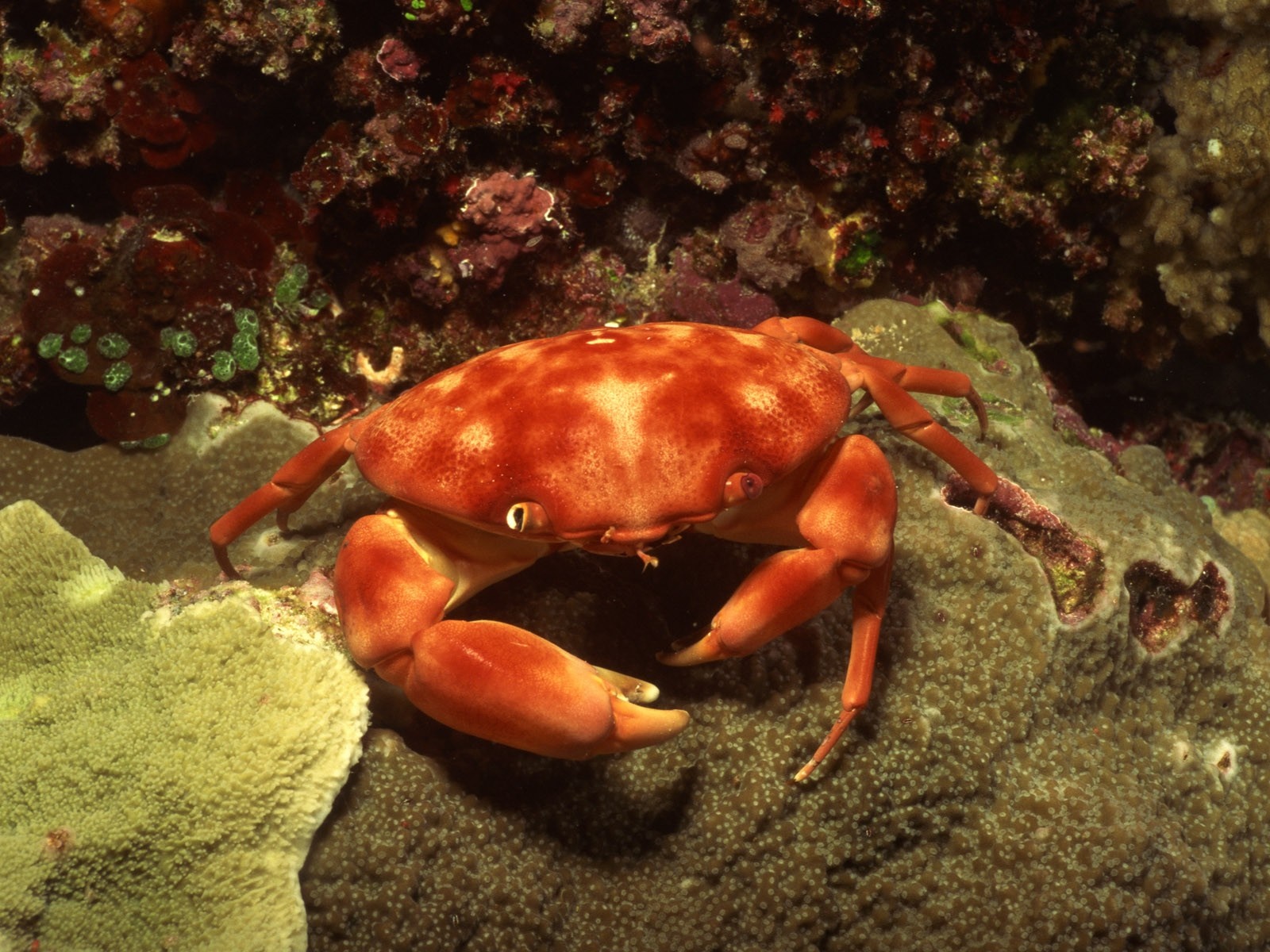 Animals Food Sand Beach Crabs Seafood Crustaceans Crab Fauna Wallpaper