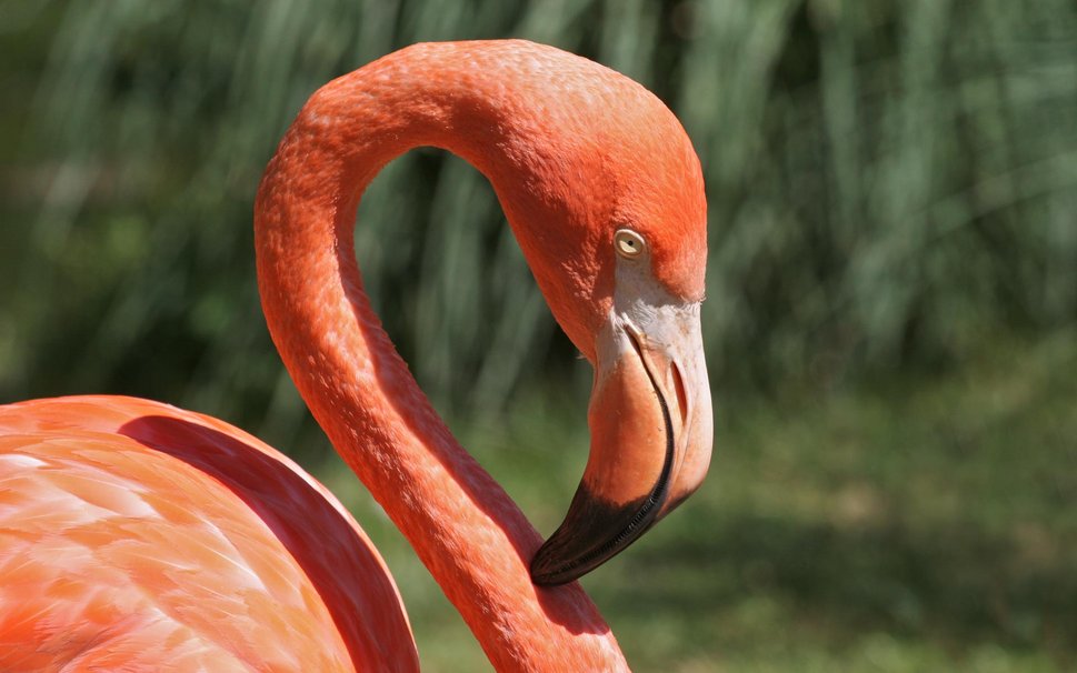 Wallpaper Cute Flamingo Bird Retro Birds Gallery Pink Jpg