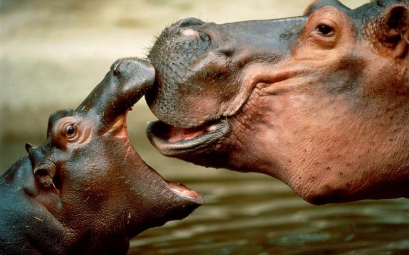 HD Mom With Baby Hippo Wallpaper