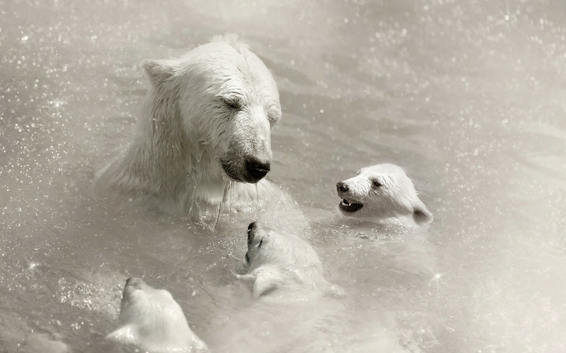 Animals Polar Bears Baby Wallpaper