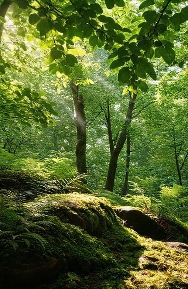 Wallpaper Aesthetic Green