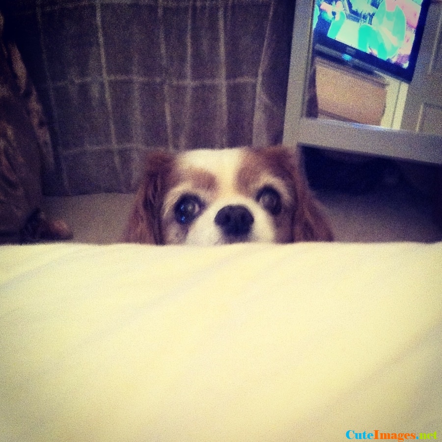 Peek A Boo Cute Dogs Dog Pictures Breeds