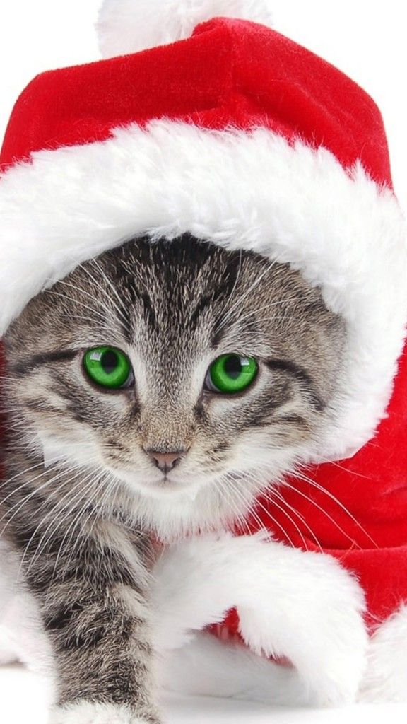 Christmas Wallpaper iPhone 7 Plus Christmas kitten Christmas